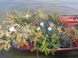 fertige Zandernester