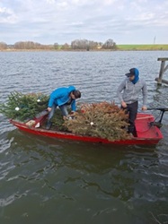 Laichnester beim Zapfen
