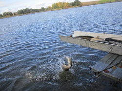 Karpfen fällt ins Wasser