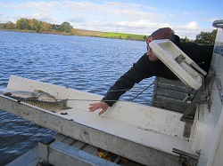 Fische auf der Rutsche
