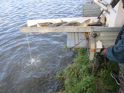 Karpfen auf der Rutsche