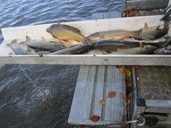 Amur auf der Rutsche