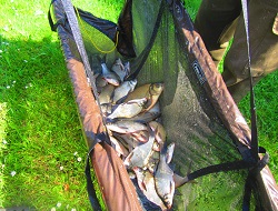 Ein Wiegesack voller Brachsen