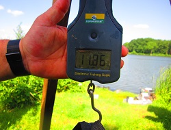 Fast 12 Kilo Brachsen