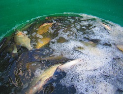 Ein Fass voll mit Brachsen