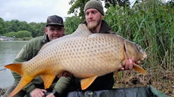 Ein schöner Schuppenkarpfen