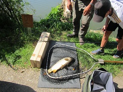 schöner Schuppenkarpf im Kescher