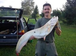 Franz Seidlberger mit Albinowels