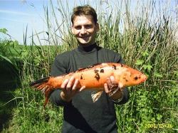 Fritz Dachsberger mit Koi