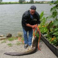 Ignaz Hrdlicka mit Wels